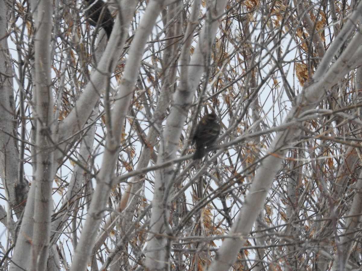 Red-winged Blackbird - ML646466337