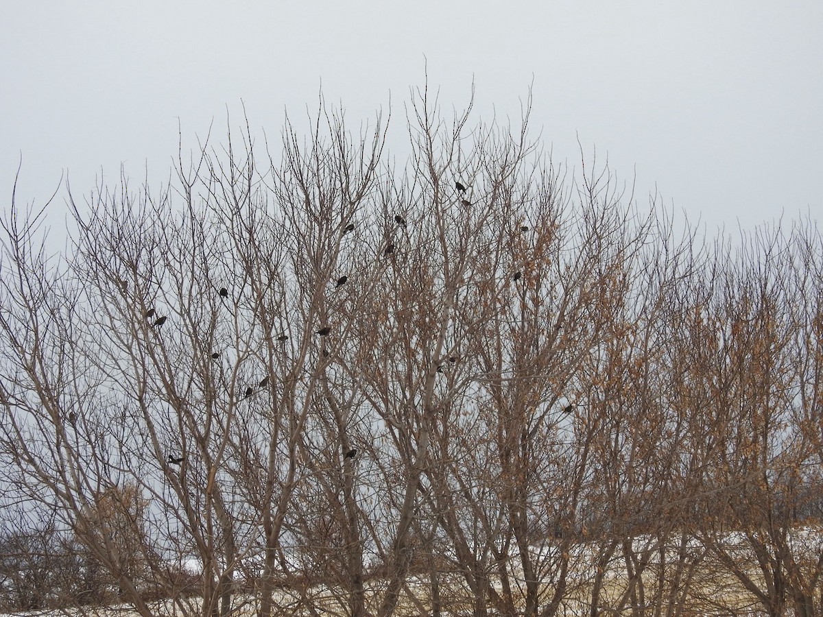 Red-winged Blackbird - ML646466338