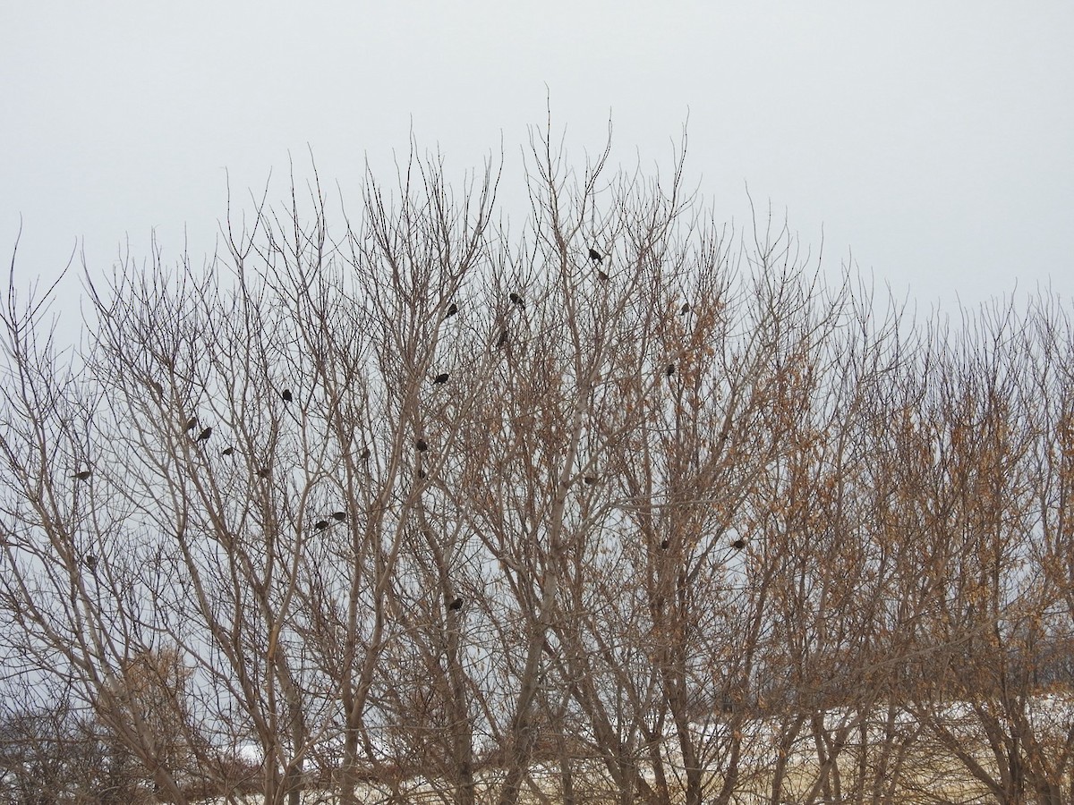 Red-winged Blackbird - ML646466339