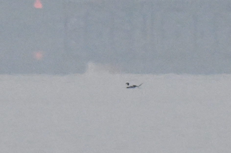 Long-tailed Duck - ML646466344