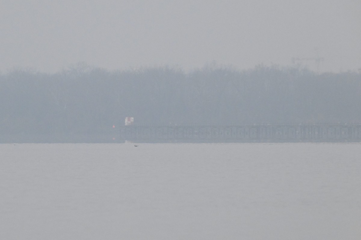 Long-tailed Duck - ML646466345