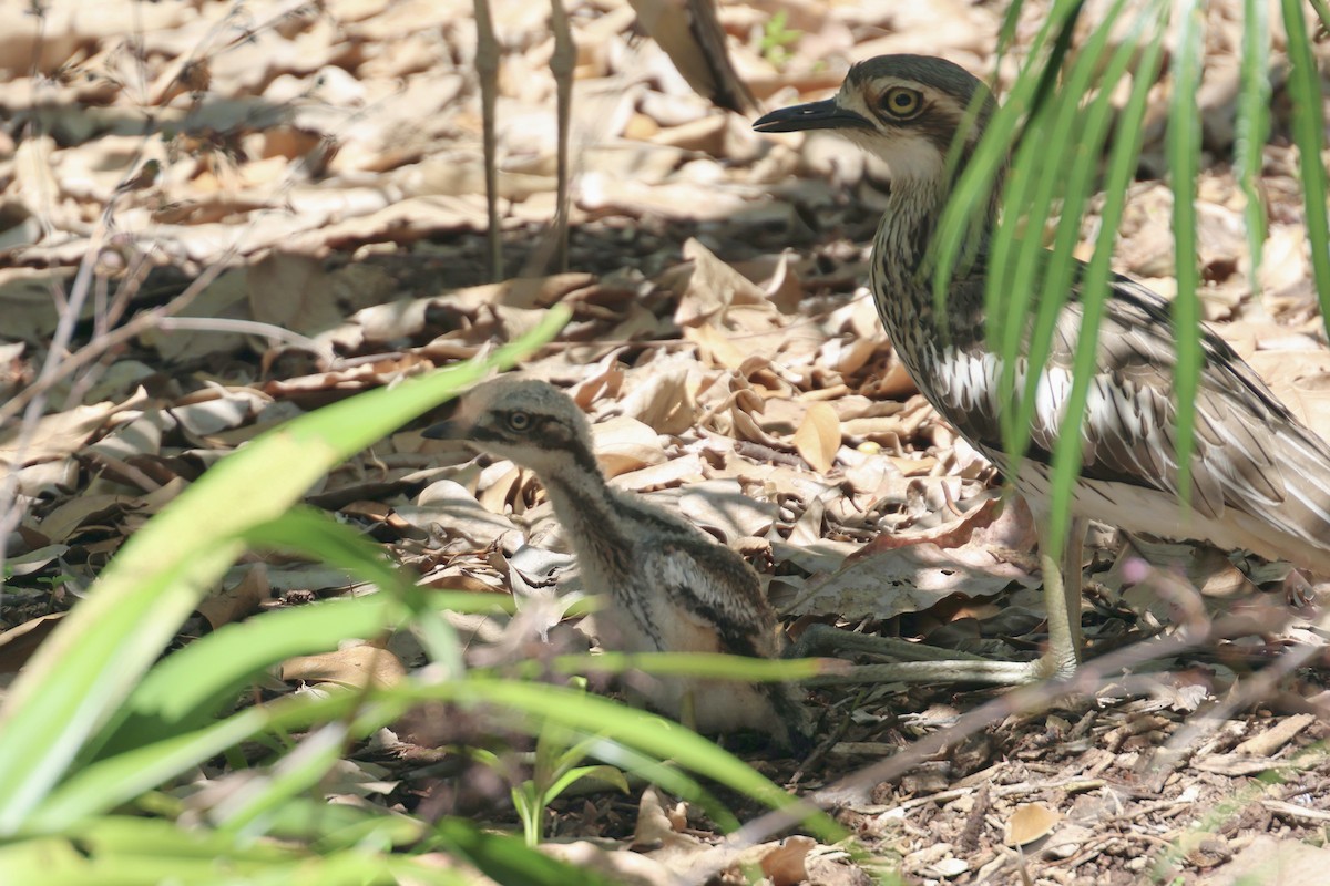 Bush Thick-knee - ML646466346