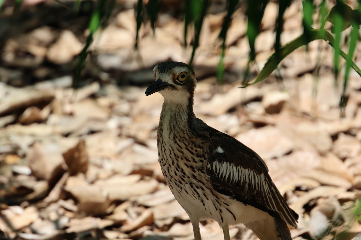Bush Thick-knee - ML646466349