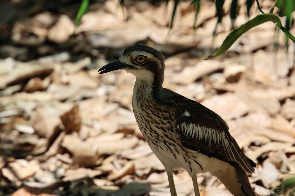 Bush Thick-knee - ML646466350