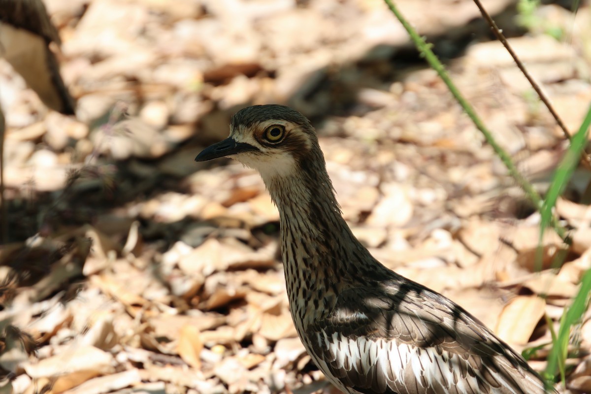 Bush Thick-knee - ML646466351