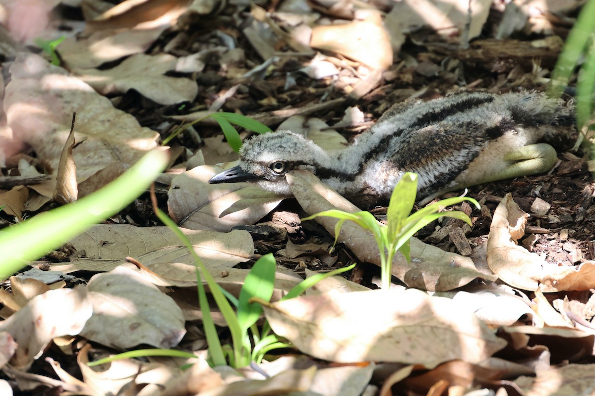 Bush Thick-knee - ML646466352