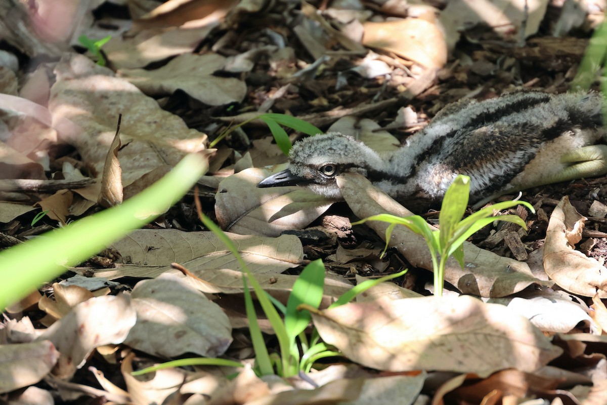 Bush Thick-knee - ML646466354