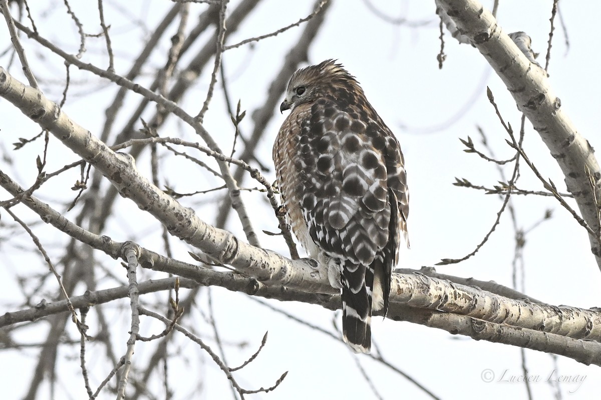 Red-shouldered Hawk - ML646466362