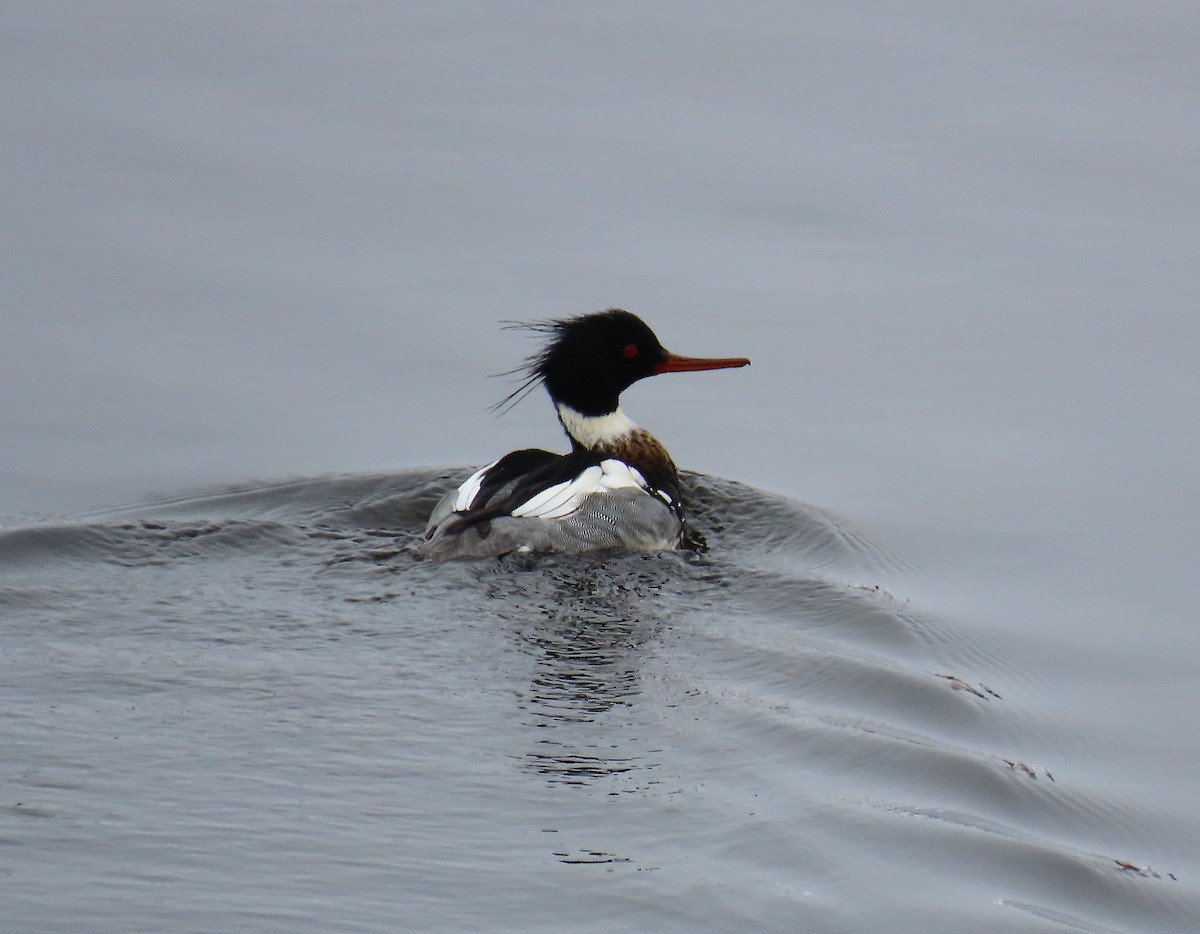 Serreta Mediana - ML646466366