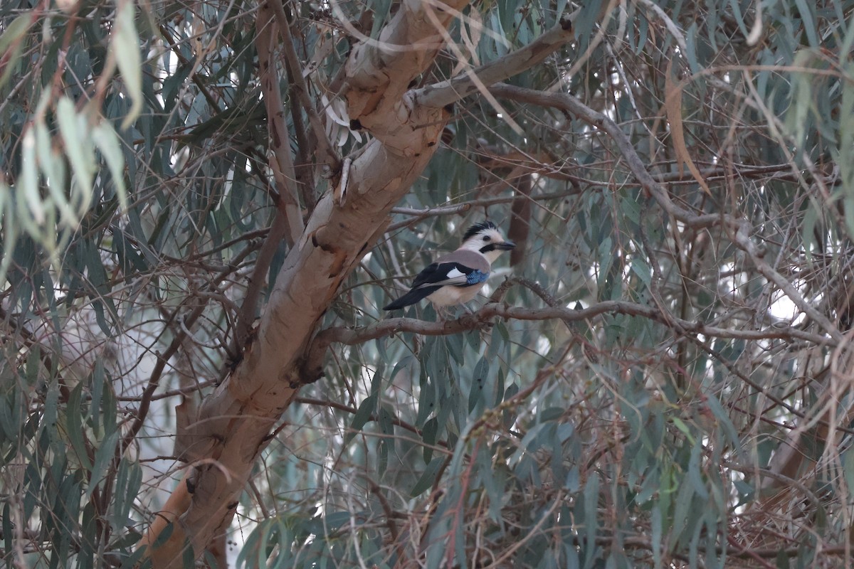 Eurasian Jay - ML646466367