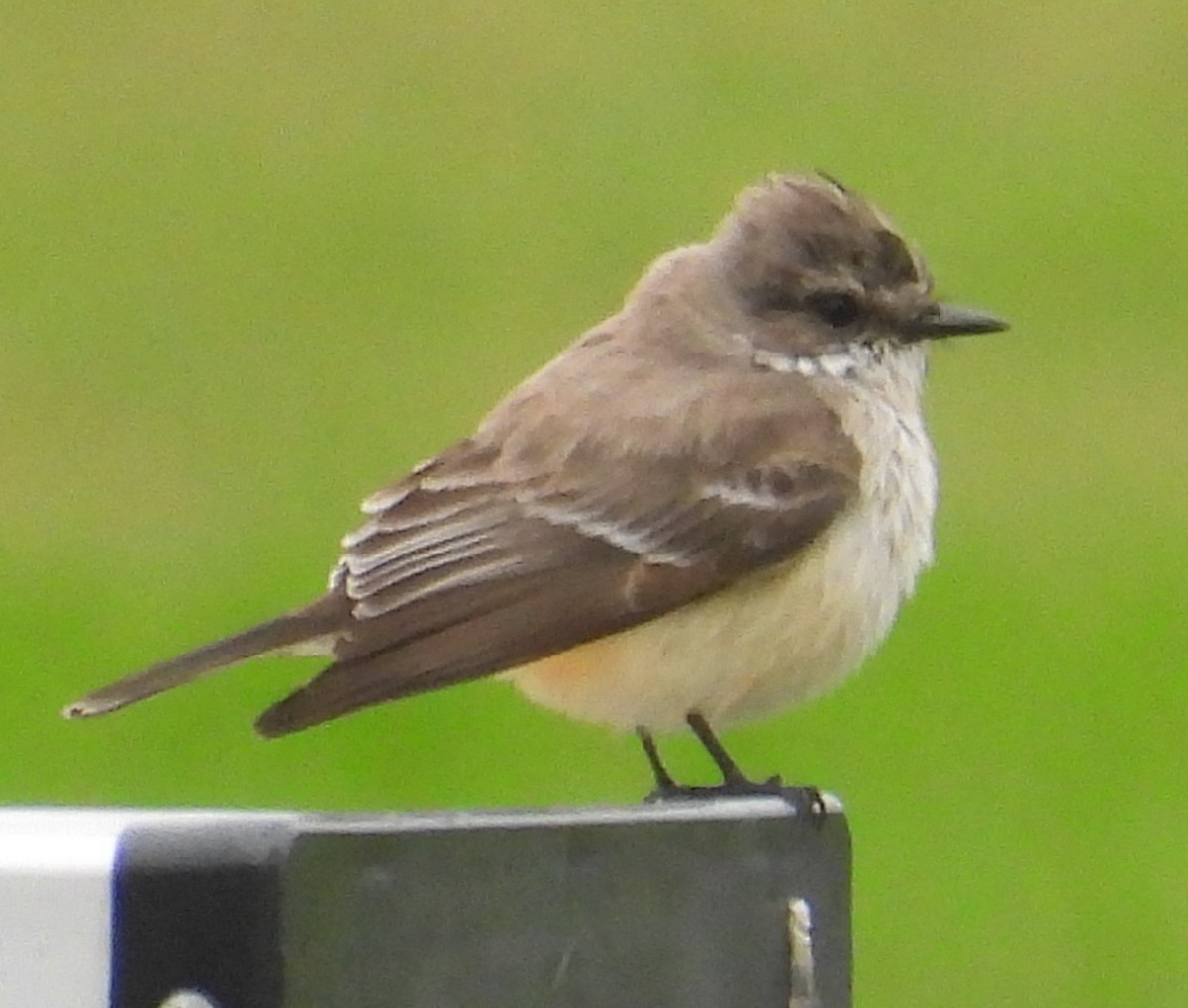 Vermilion Flycatcher - ML646466368