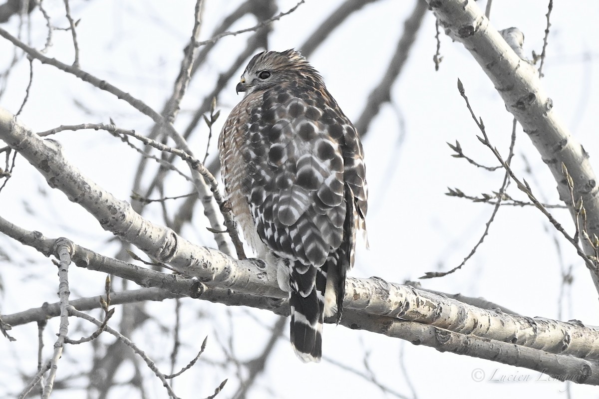 Red-shouldered Hawk - ML646466370