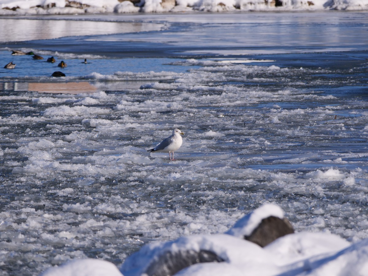 racek americký - ML646466373