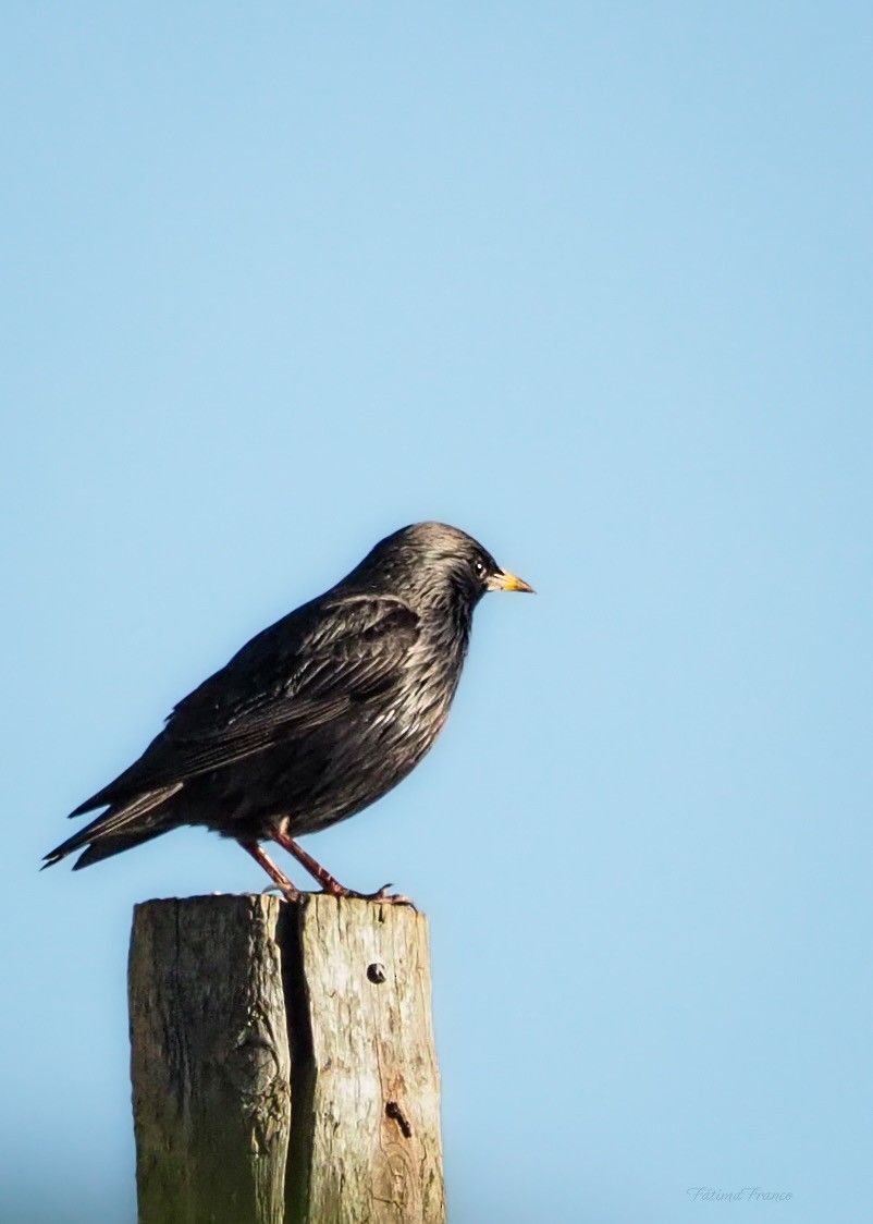 Spotless Starling - ML646466375