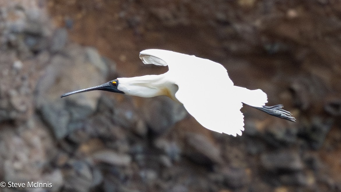 Косар королівський - ML646466376