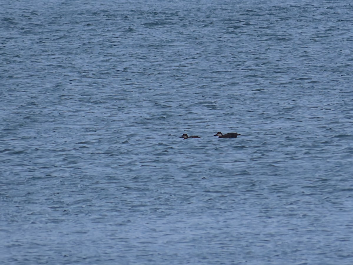 Американская синьга - ML646466378