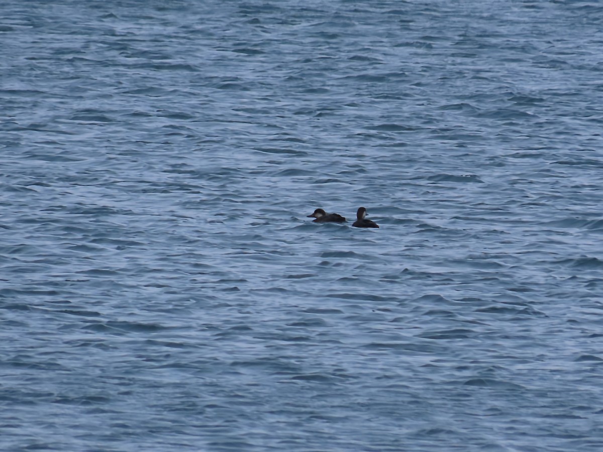 Американская синьга - ML646466379