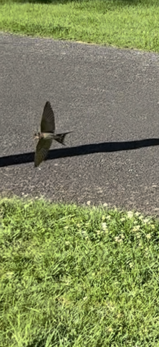 vlaštovka šedobřichá - ML646466380