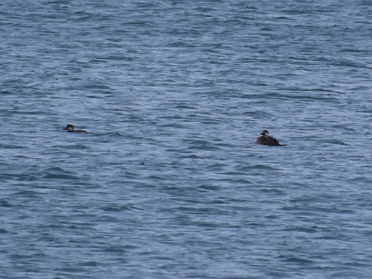 Американская синьга - ML646466381