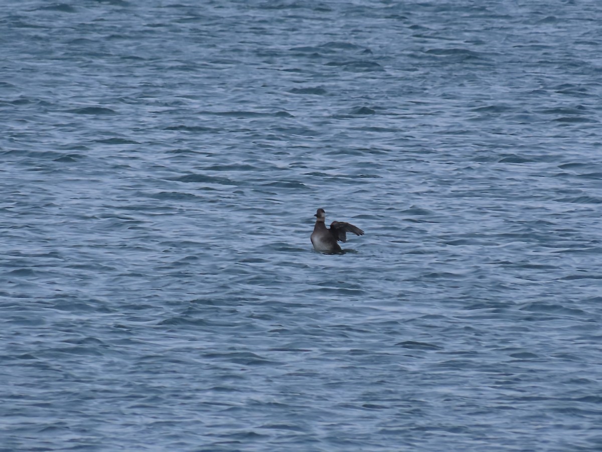 Американская синьга - ML646466382