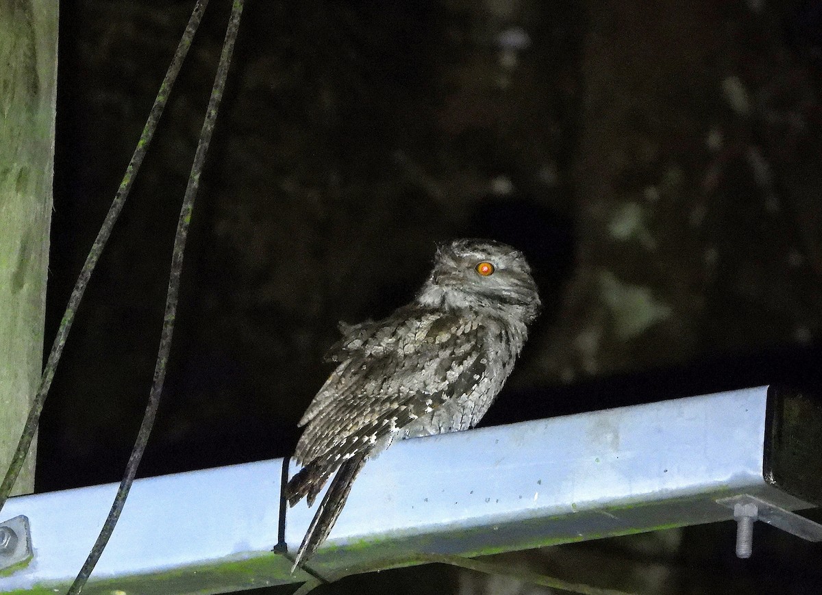 Tawny Frogmouth - ML646466383