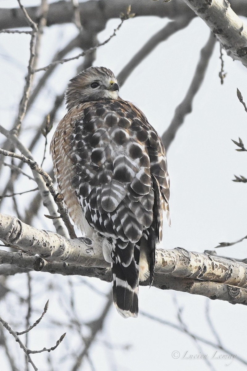Red-shouldered Hawk - ML646466389