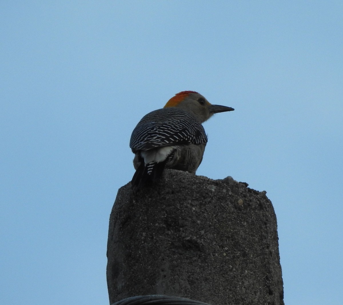 datel zlatočelý - ML646466390