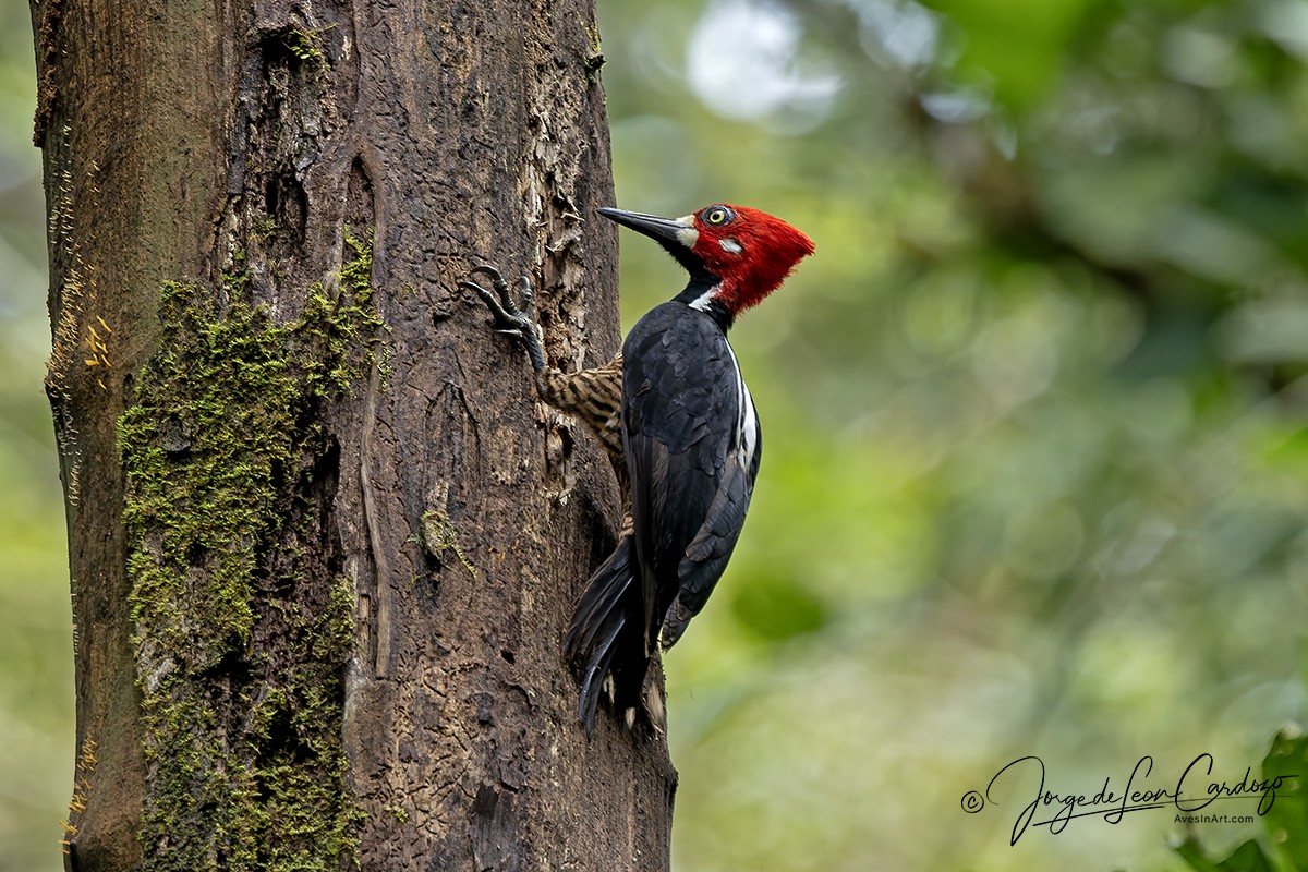 Crimson-crested Woodpecker - ML646466391
