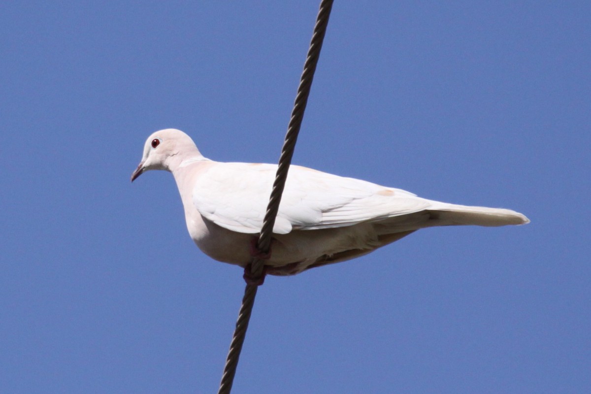 pigeon/dove sp. - ML646466392