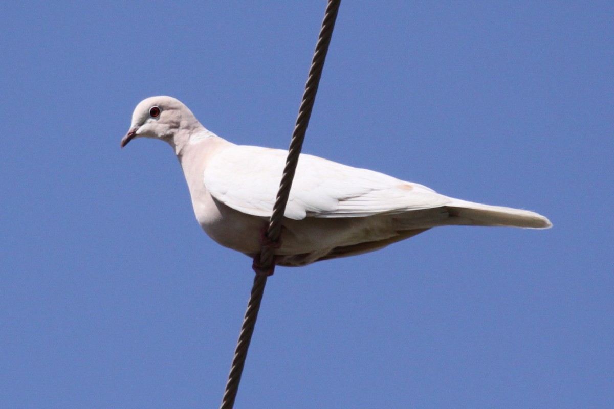 pigeon/dove sp. - ML646466393