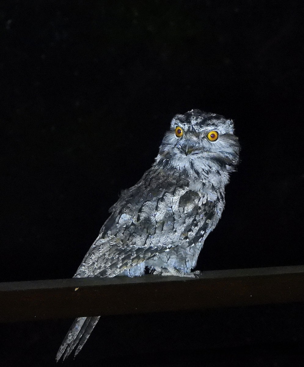 Tawny Frogmouth - ML646466394