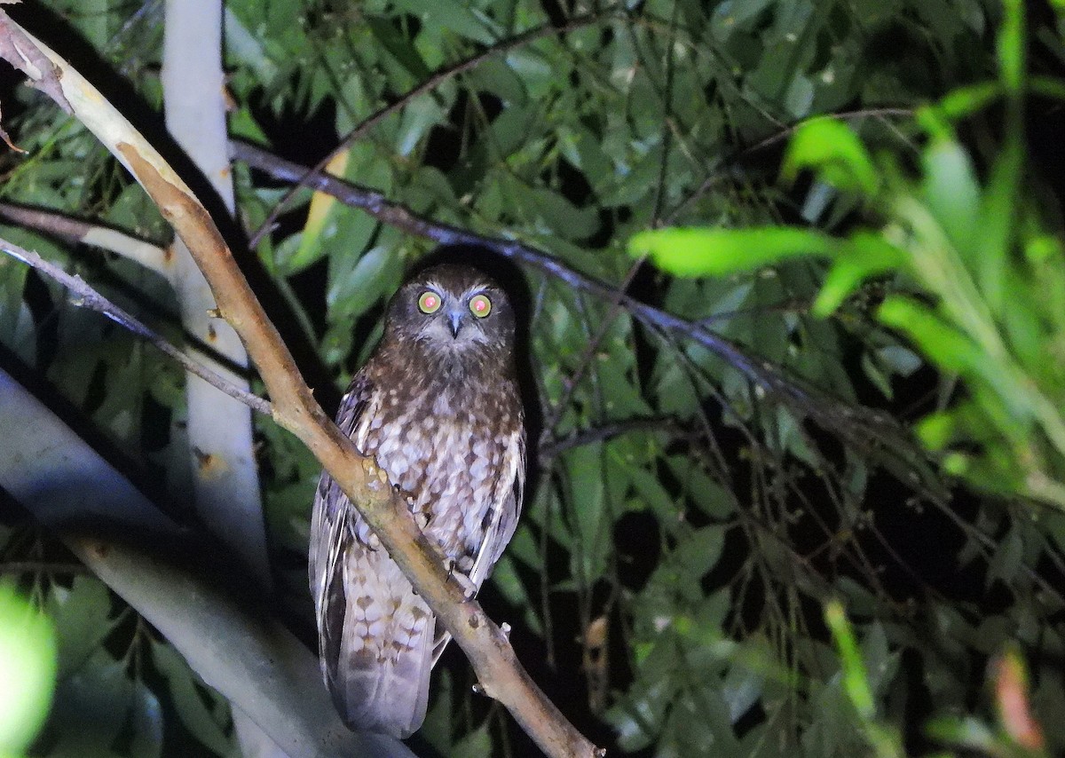 Australian Boobook - ML646466397