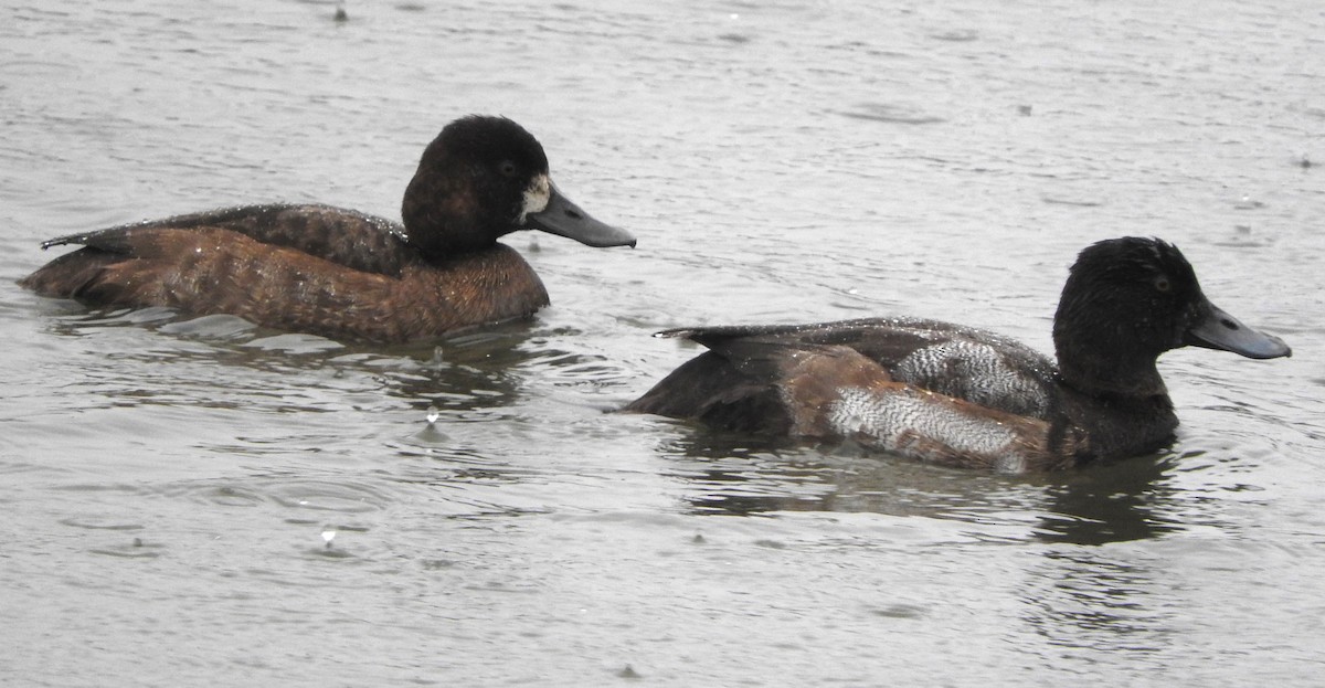 小斑背潛鴨 - ML646466400