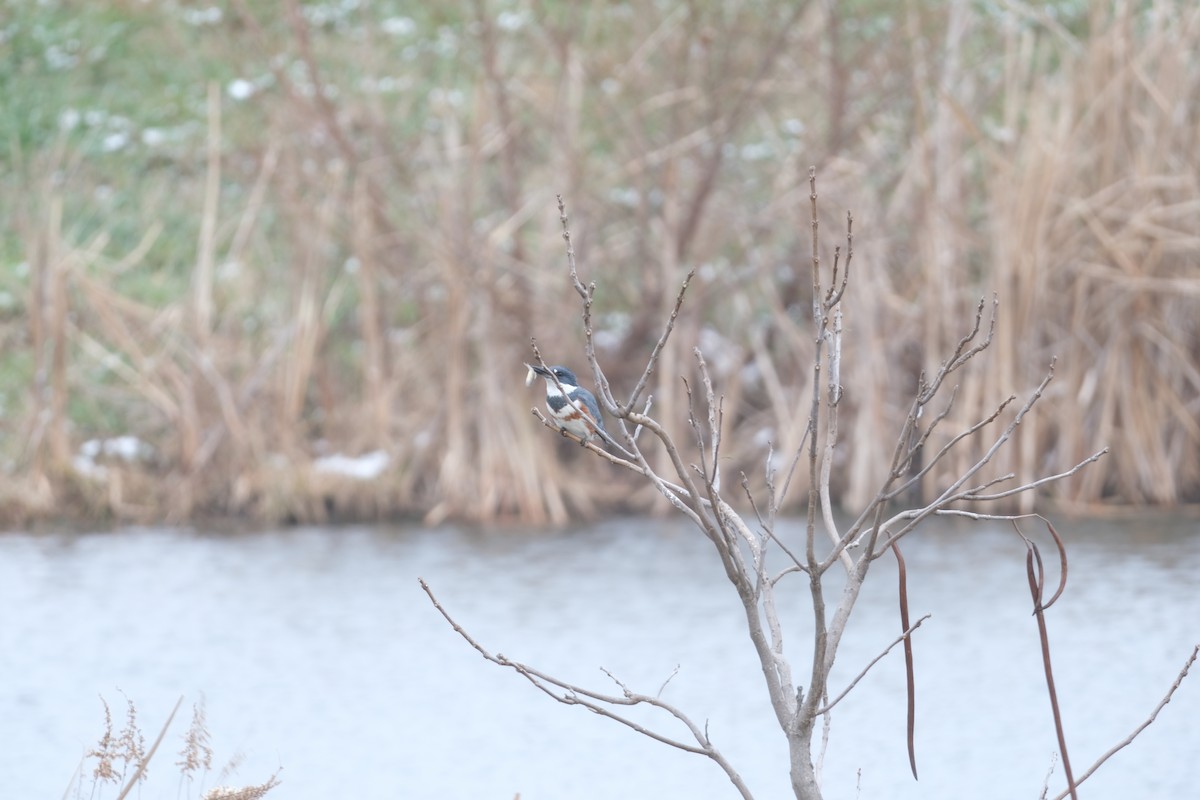 rybařík pruhoprsý - ML646466401