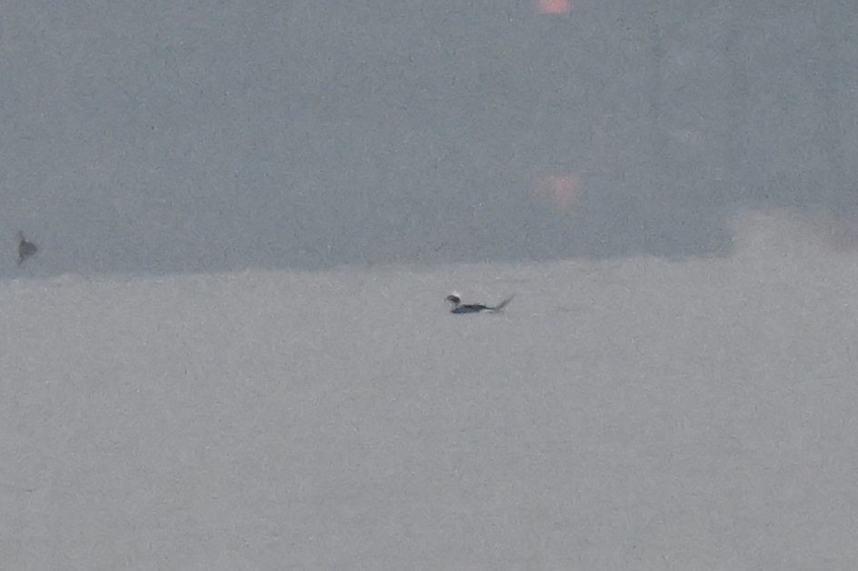 Long-tailed Duck - ML646466402