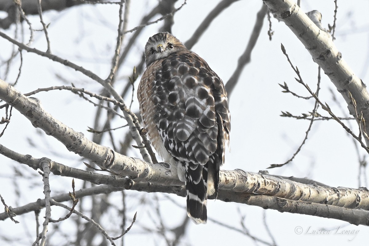 Red-shouldered Hawk - ML646466405