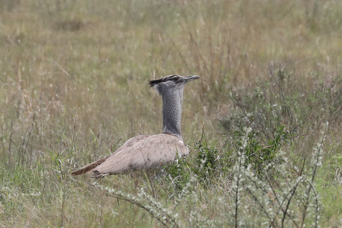 アフリカオオノガン - ML646466406