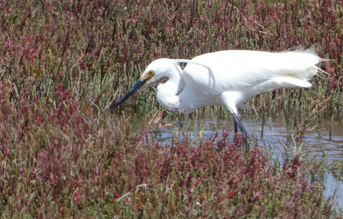 Aigrette garzette (immaculata) - ML646466407