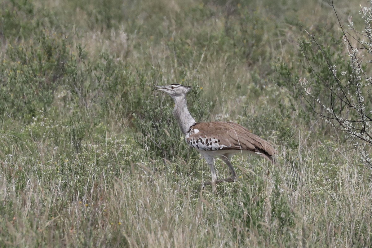 アフリカオオノガン - ML646466408