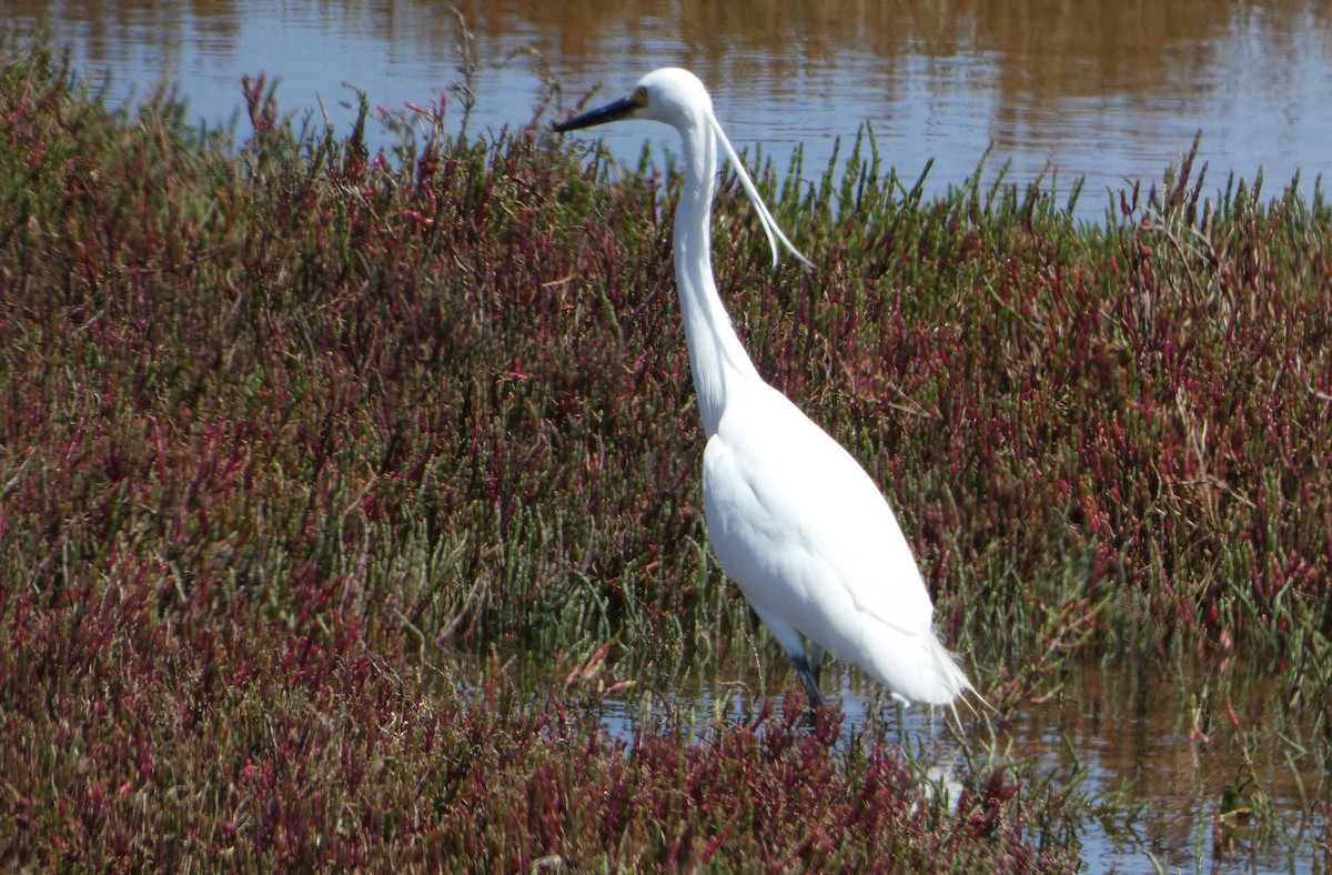 Aigrette garzette (immaculata) - ML646466411