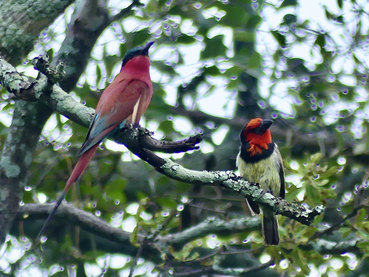 Black-collared Barbet - ML646466414