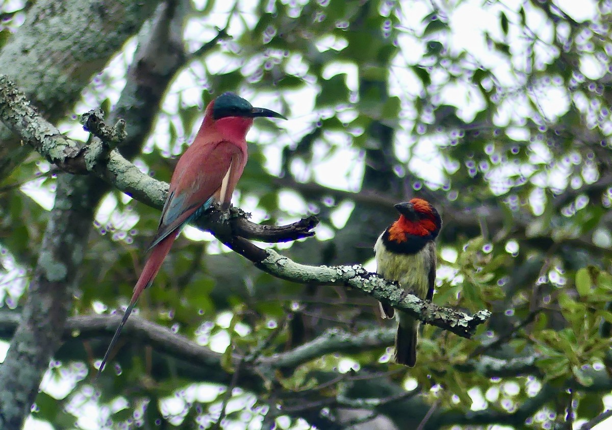 Black-collared Barbet - ML646466415