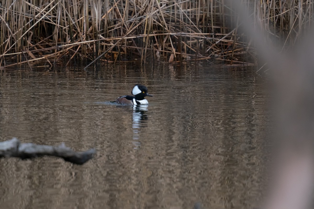 Hooded Merganser - ML646466422