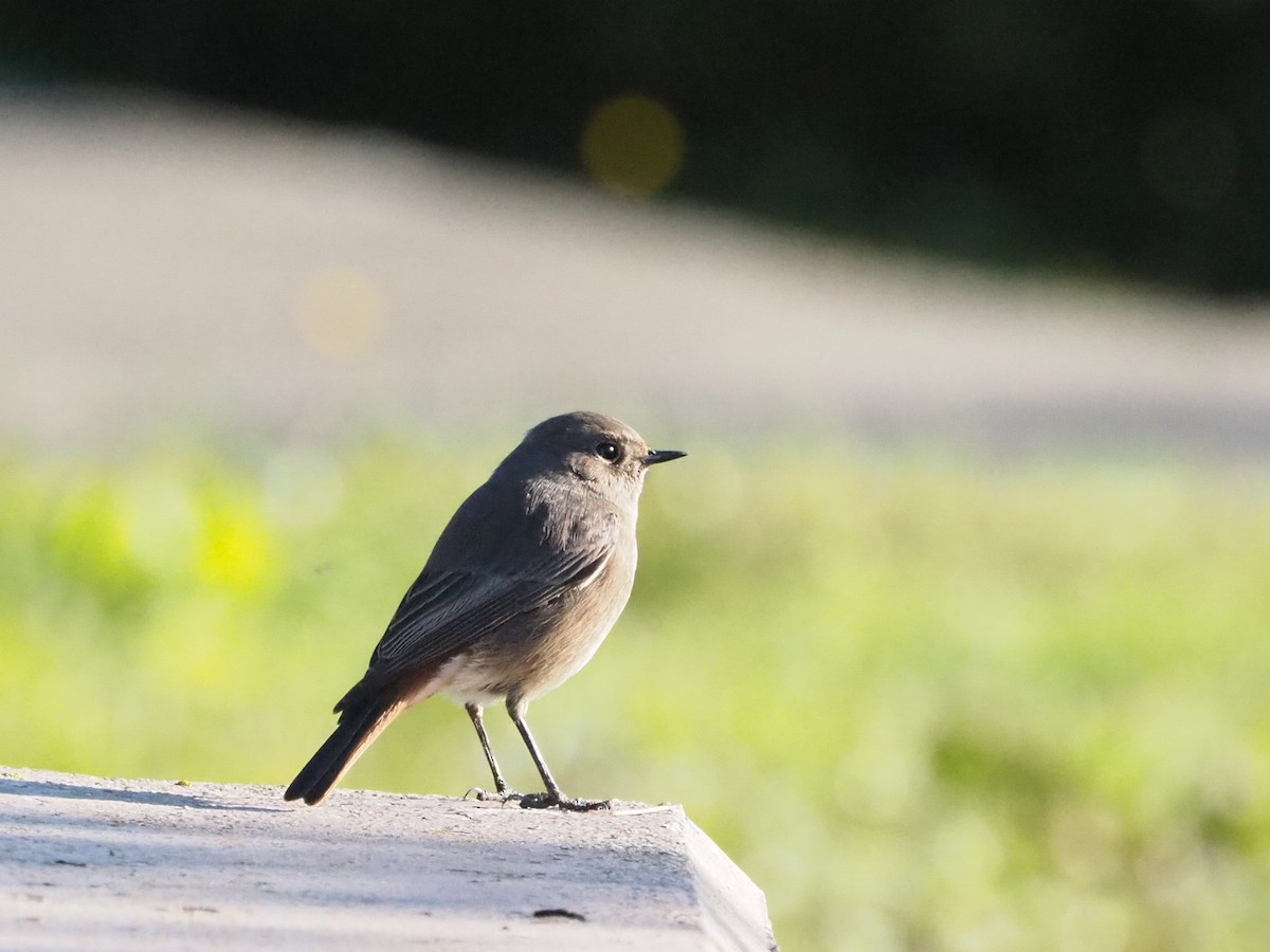 Black Redstart - ML646466423