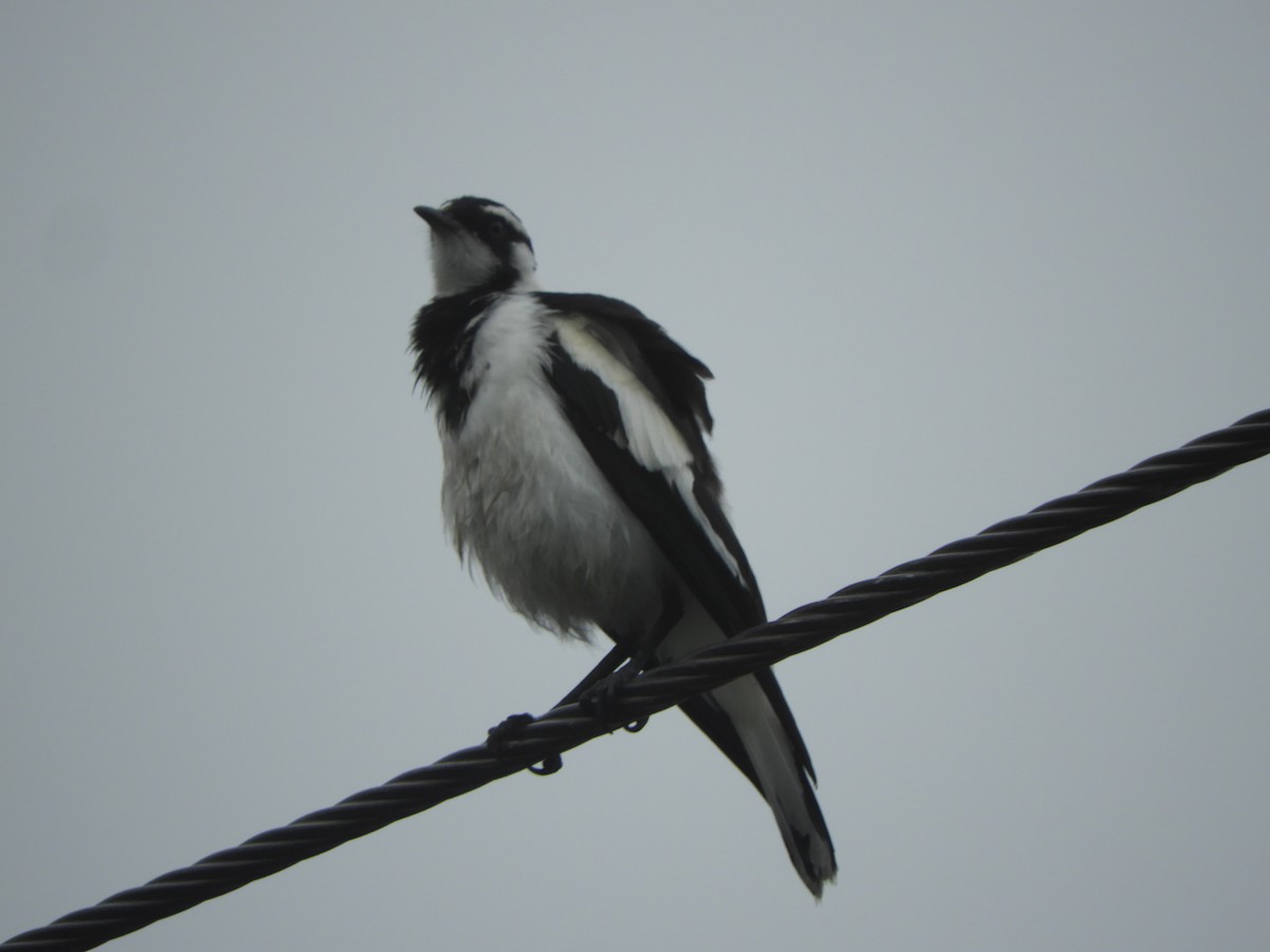 Magpie-lark - ML646466424
