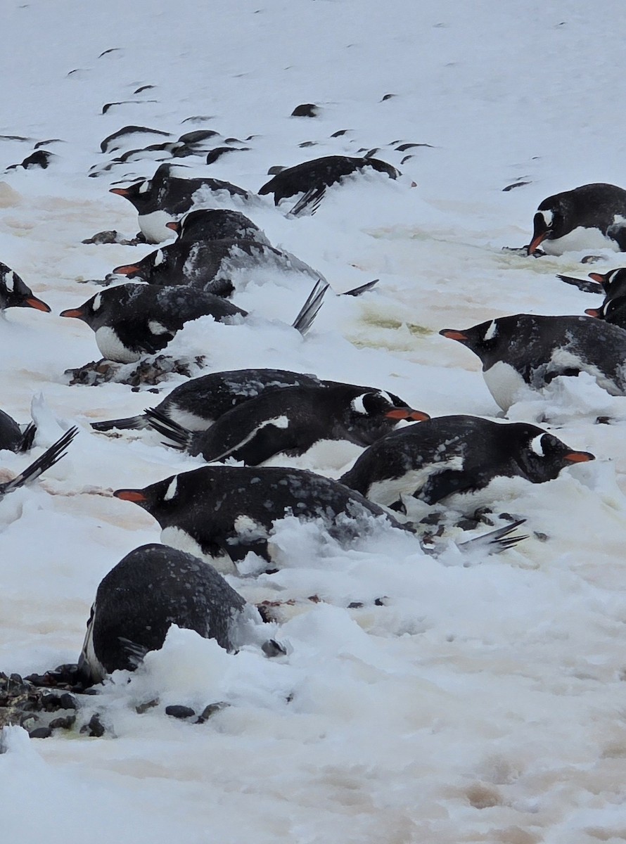 Gentoo Penguin - ML646466425