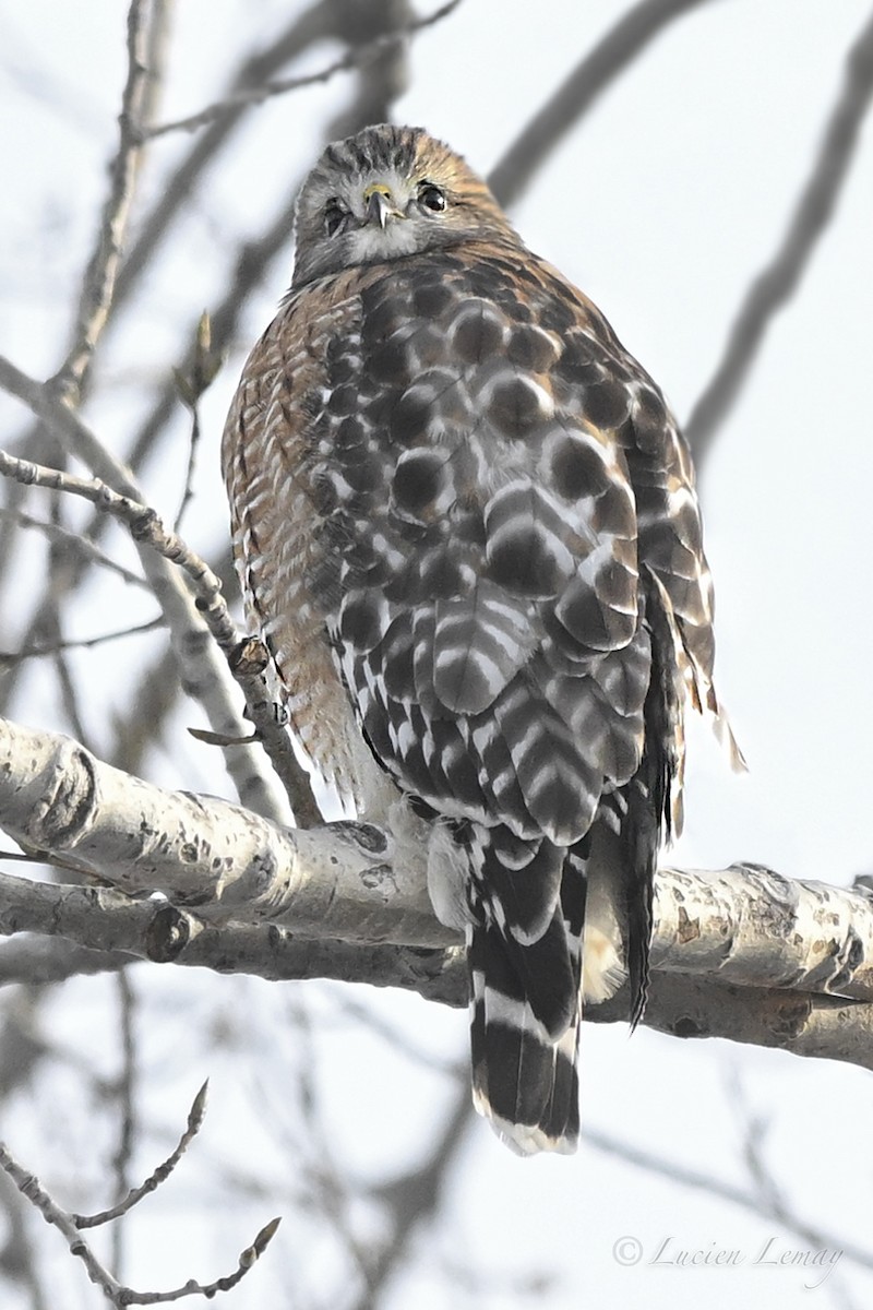 Red-shouldered Hawk - ML646466428