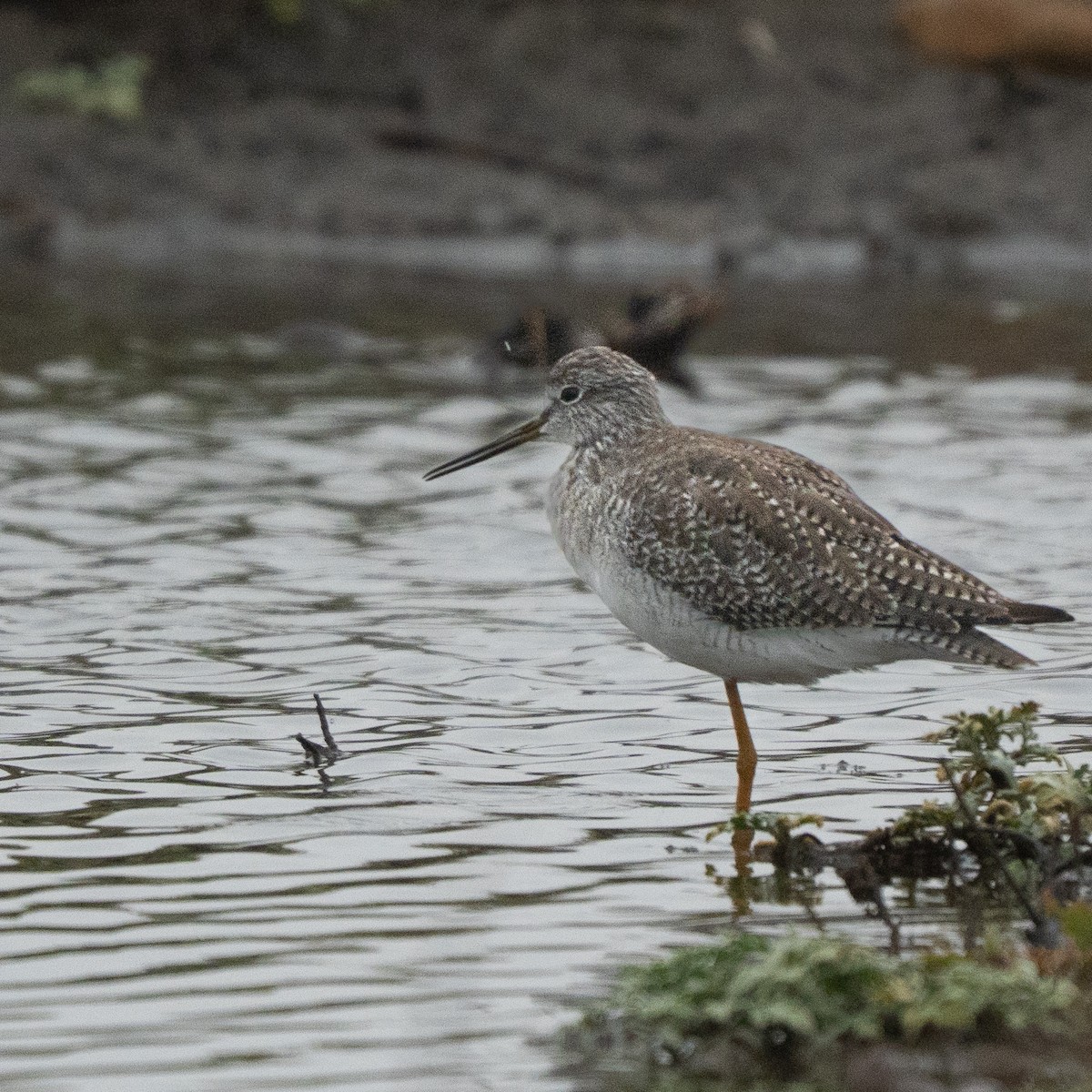 Lesser Yellowlegs - ML646466430