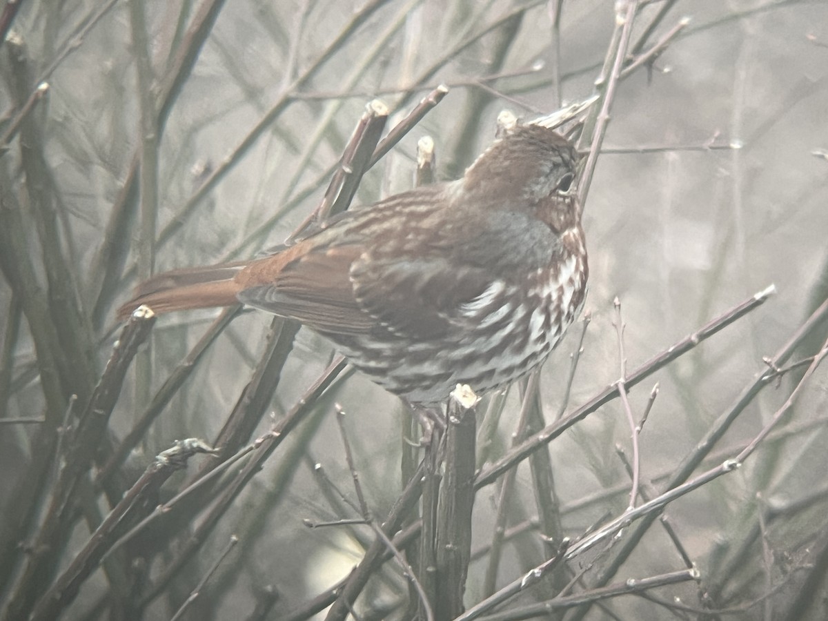 Fox Sparrow (Red) - ML646466439