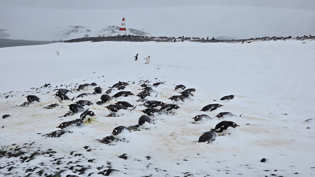 Gentoo Penguin - ML646466441